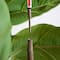 6ft. Rubber Tree in Decorative Planter with Real Touch Leaves